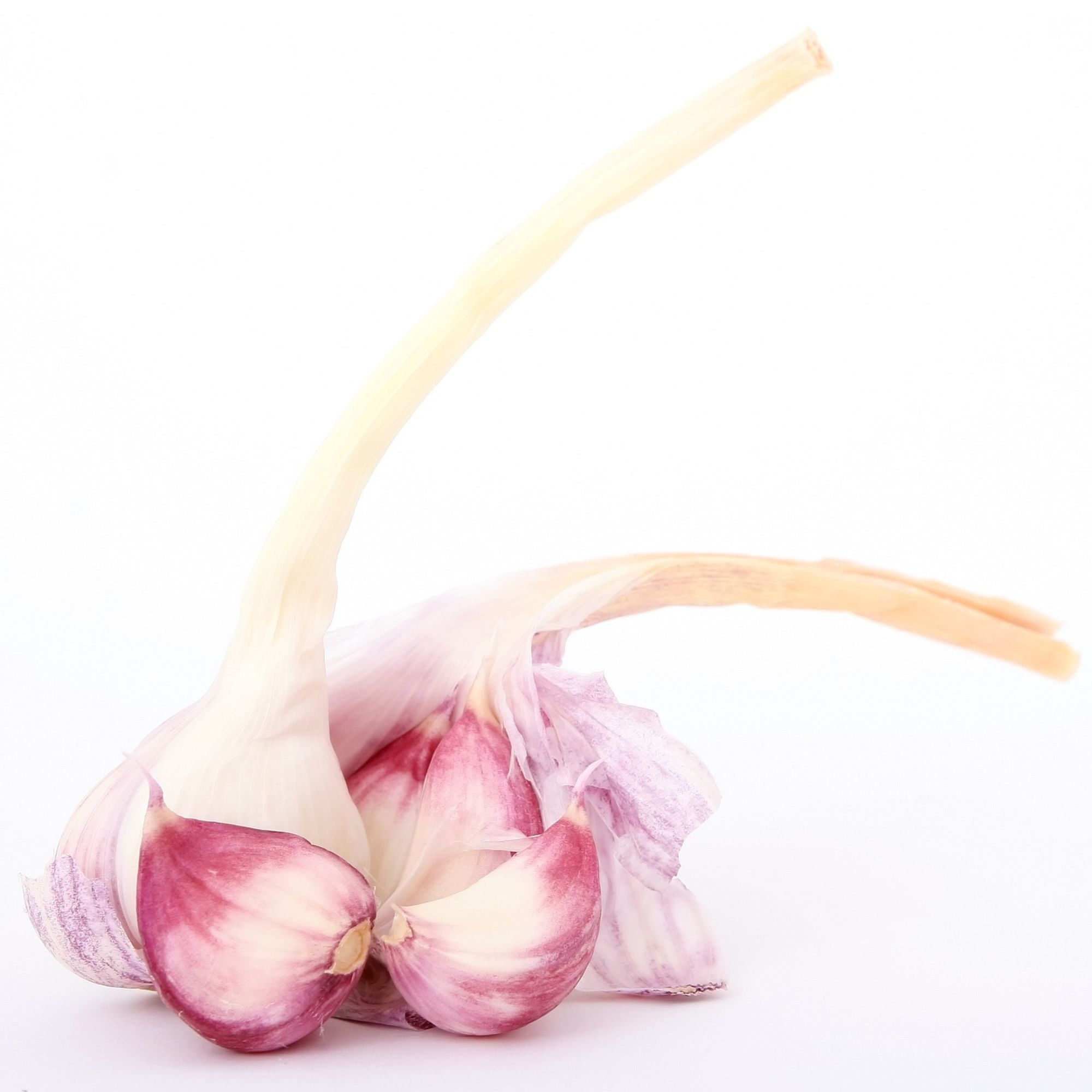 Garlic Bulbs - Hardneck - Purple Glazer - Sets For Planting in Fall - Bag of 3 Bulbs - Glazed Purple Stripe Group - Allium sativ